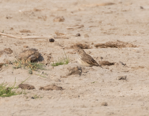 Madagascar Lark (Eremopterix hova), photo 6