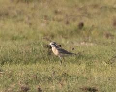 Charadrius pecuarius