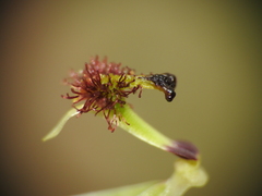 Arthrochilus irritabilis