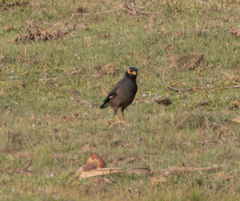 Acridotheres tristis