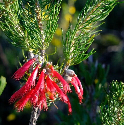 Image of Melaleuca eriocarpa by (c) Peter Crowcroft, some rights reserved (CC BY)