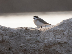 Charadrius marginatus