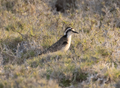 Charadrius pecuarius