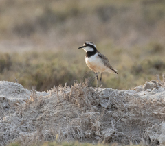Charadrius thoracicus