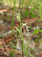 Arthrochilus irritabilis