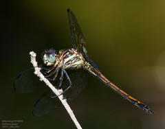 Cannaphila insularis