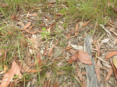 Arthrochilus irritabilis