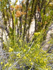Ephedra gracilis