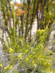 Ephedra gracilis