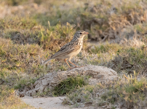 Madagascar Lark (Eremopterix hova), photo 8