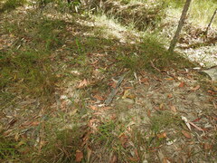 Arthrochilus irritabilis