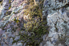 Selaginella hansenii