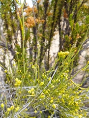 Ephedra gracilis