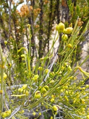 Ephedra gracilis