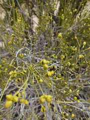 Ephedra gracilis