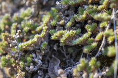 Selaginella hansenii