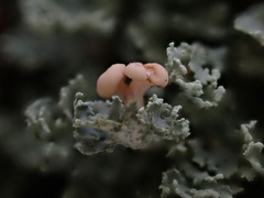 Cladonia caespiticia