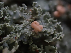 Cladonia caespiticia