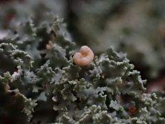 Cladonia caespiticia