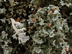 Cladonia caespiticia