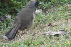 Pterorhinus perspicillatus