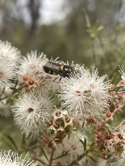 Odontomyia hunteri