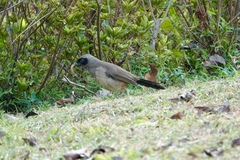 Pterorhinus perspicillatus