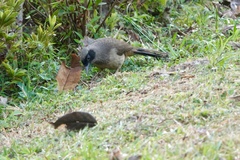 Pterorhinus perspicillatus