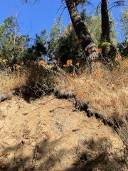 Alstroemeria ligtu simsii