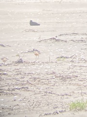 Charadrius obscurus aquilonius