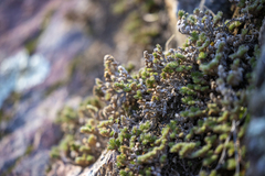 Selaginella hansenii