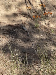 Alstroemeria ligtu simsii