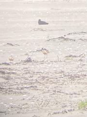 Charadrius obscurus aquilonius