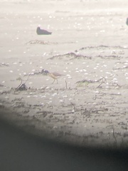 Charadrius obscurus aquilonius