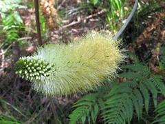 Xanthorrhoea macronema