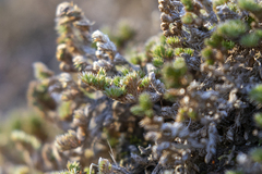 Selaginella hansenii