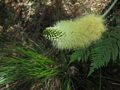 Xanthorrhoea macronema