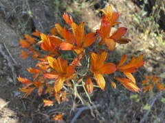 Alstroemeria ligtu simsii
