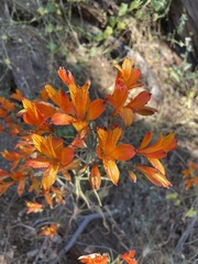 Alstroemeria ligtu simsii