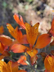 Alstroemeria ligtu simsii