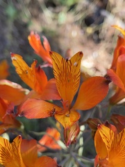 Alstroemeria ligtu simsii