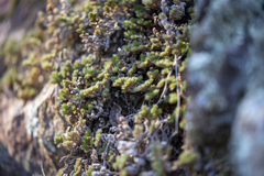 Selaginella hansenii