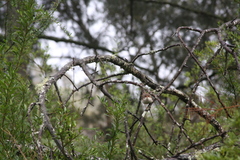Malurus
