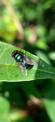 Calliphoridae