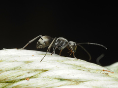 Polyrhachis inermis