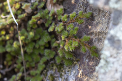 Selaginella hansenii