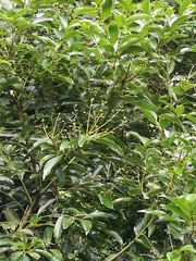 Cinnamomum yabunikkei