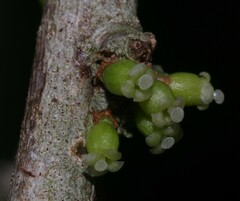 Daphnopsis granitica