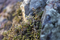 Selaginella hansenii