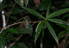 Daphnopsis granitica